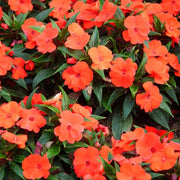 Touch-Me-Not Impatiens Seeds