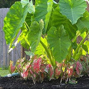 Heirloom Wildflower Alocasia Seeds