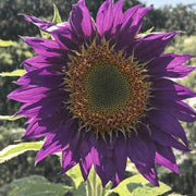 Violet Sunflower Seeds
