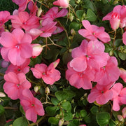 Touch-Me-Not Impatiens Seeds