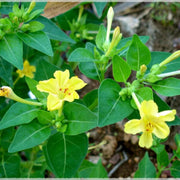 Wildflower Mix Mirabilis Seeds