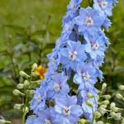 Light Blue Larkspur Seeds