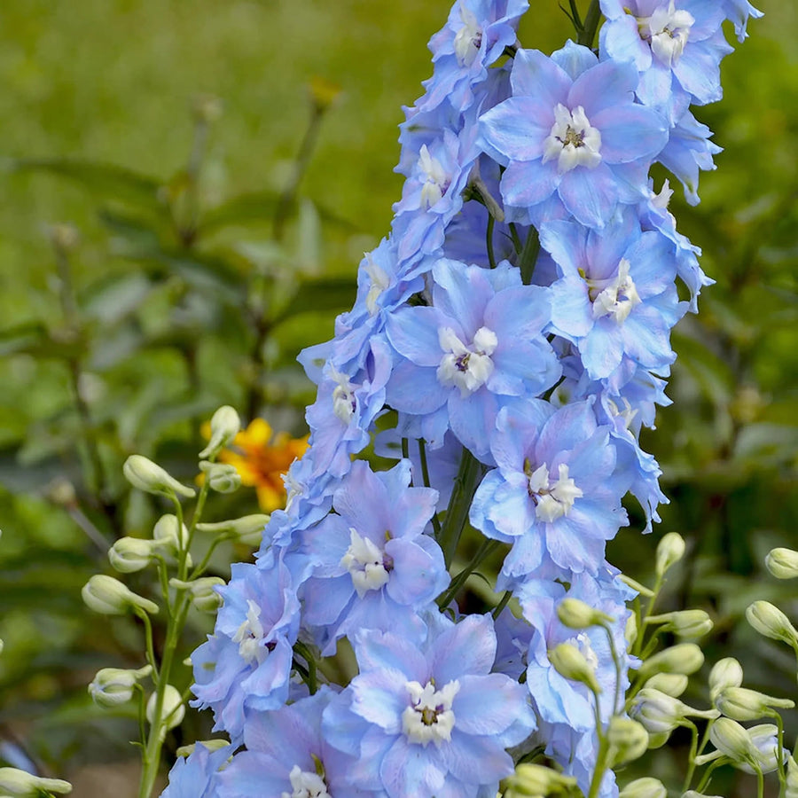 Light Blue Larkspur Seeds