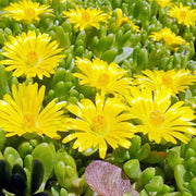 Yellow Ice Seeds