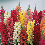 Mixed Colors Snapdragon Seeds