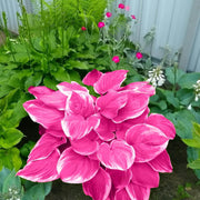 Pink Hosta Seeds
