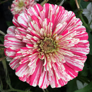 Peppermint Stick Zinnia Seeds