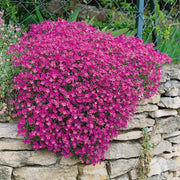 Hardy Aubrieta Seeds