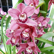 Boat Orchid Cymbidium Seeds