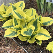 Hosta Seeds, Autumn Frost