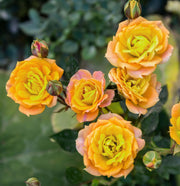 Gold Rose Rose Seeds