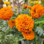 Vibrant Landscape Marigold Seeds
