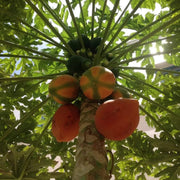 Florida Red Papaya Seeds