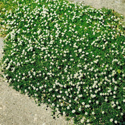 Irish Moss Seeds - Herbal Seeds