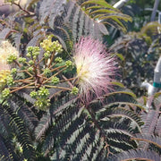 Chocolate Mimosa Seeds, Herbal