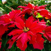 Christmas Star Poinsettia Seeds