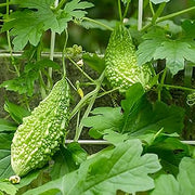 Smooth Bitter Melon Seeds