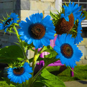 Blue Sunflower Seeds