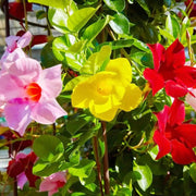 Brazilian Jasmine Mandevilla Seeds