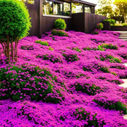 Herbal Plant Climbing Thyme Seeds