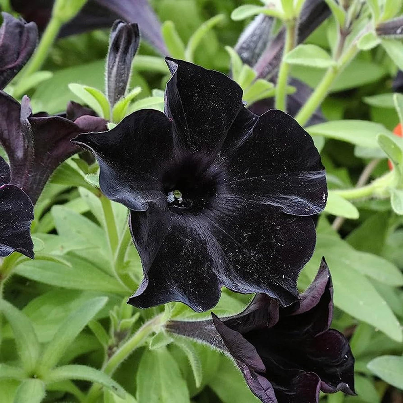 Black Petunias Seeds