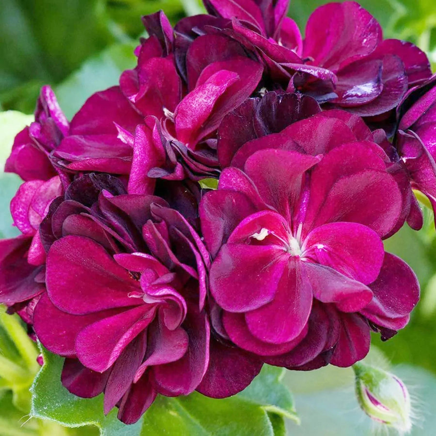 Dark Burgundy Geranium Seeds