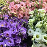 Bright and Bold Lisianthus Seeds