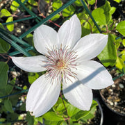 Henryi Clematis Seeds