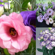 Rare Mixed Eustoma Seeds