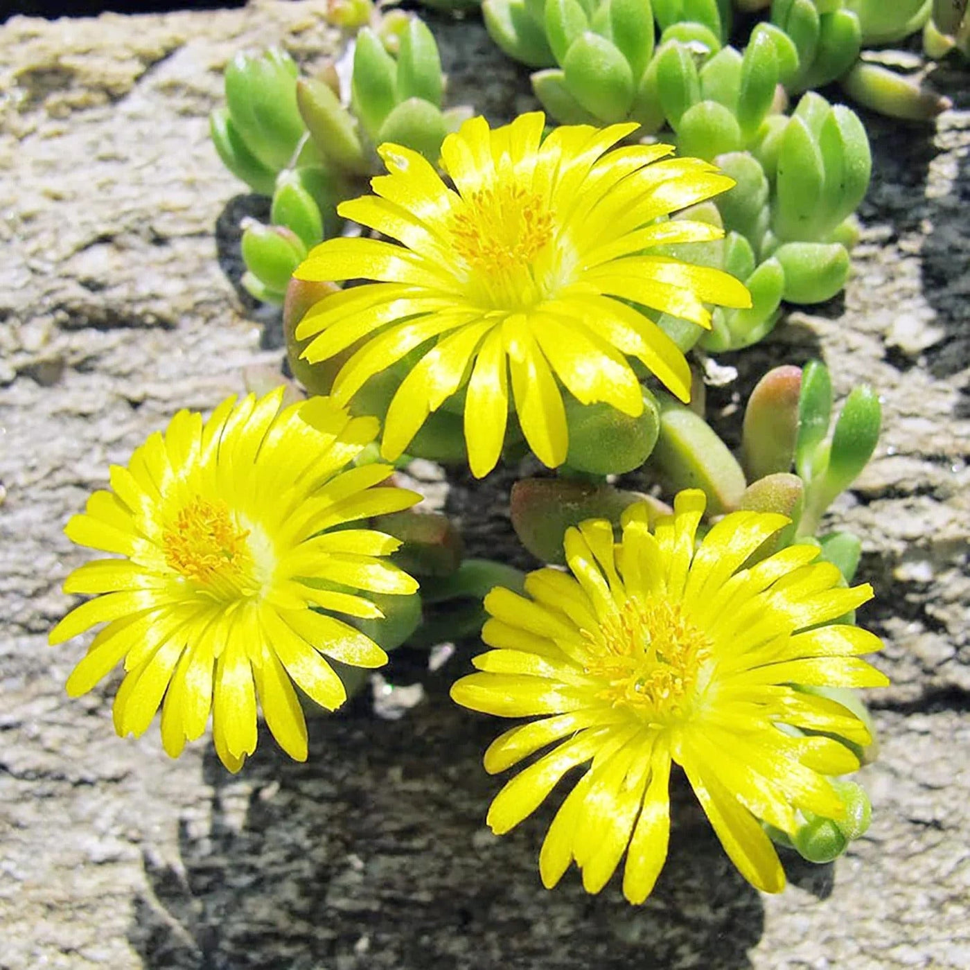 Yellow Ice Seeds