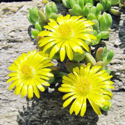 Yellow Ice Seeds