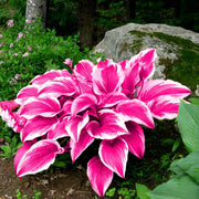 Pink Hosta Seeds