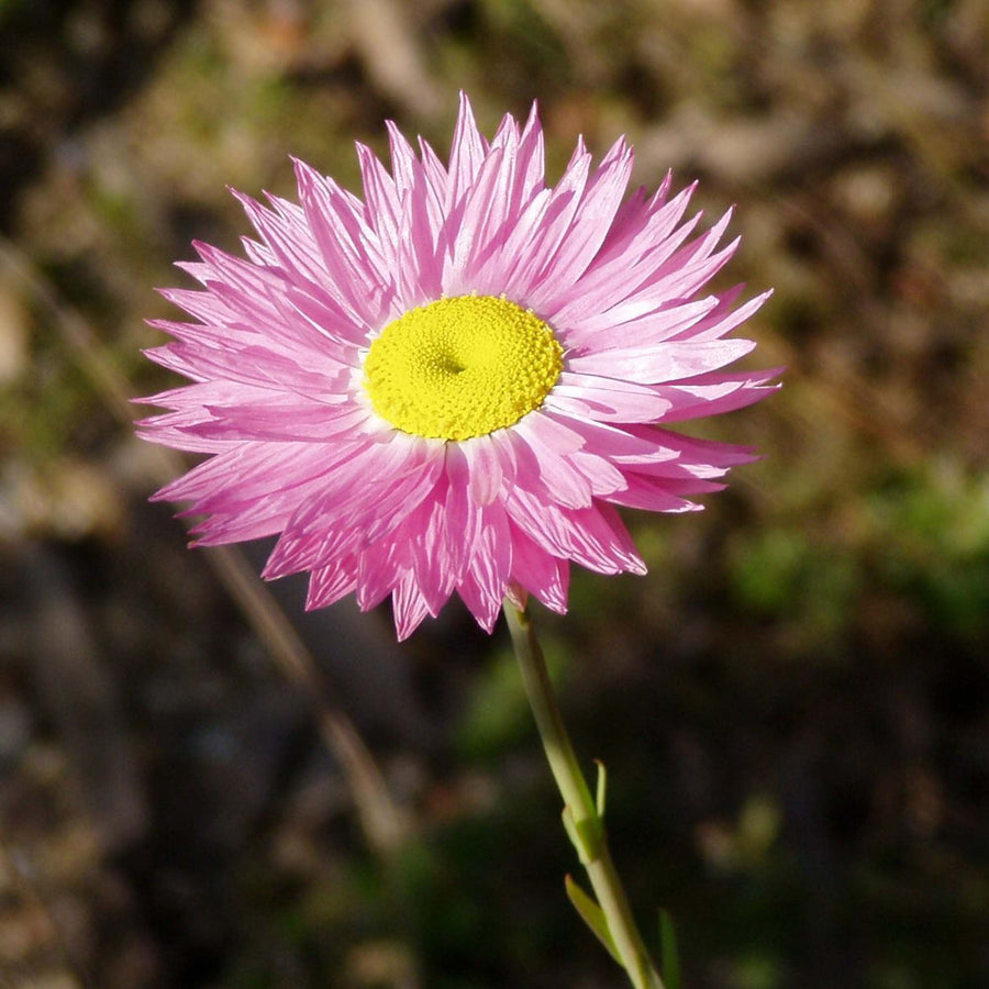 Everlasting Daisy Rhodanthe Chlorocephala Rosea Seeds