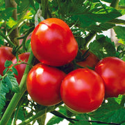 Köstliches Tomato Seeds
