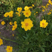Indian Cockade Seeds