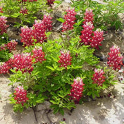 Bluebonnet Seeds, Maroon Red Texas