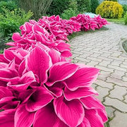 Pink Hosta Seeds