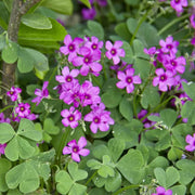 Pink Wood-Sorrel Oxalis Debilis Seeds