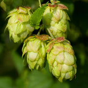 Hops Seeds