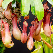 Giant Monkey Cup Seeds