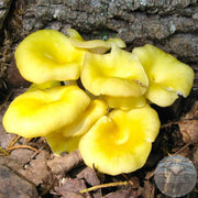 Light Yellow Mushroom Spawn Seeds