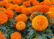 Giant Hybrid Marigold Seeds