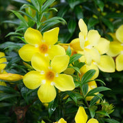 Drought-Tolerant Allamanda Seeds