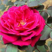 Maroon Rugosa Rose Rosa rugosa Seeds