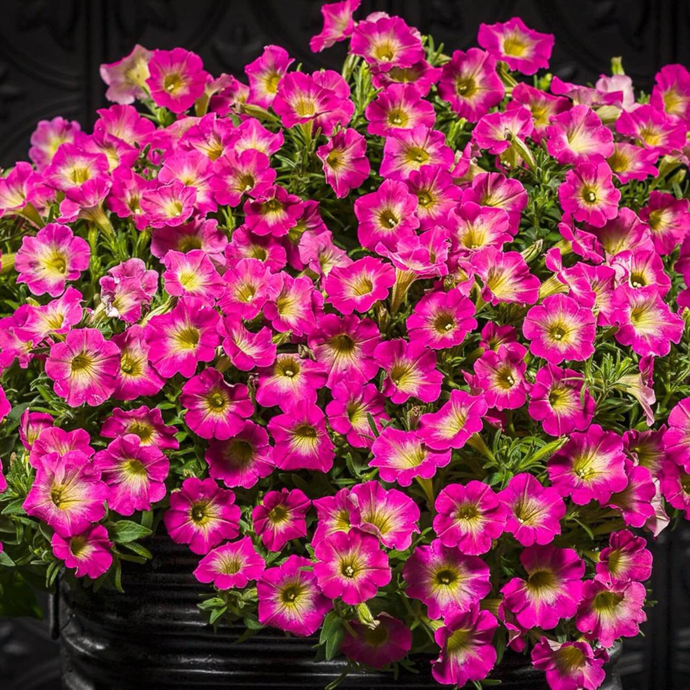 Supertunia Petunia Seeds