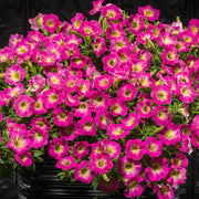 Supertunia Petunia Seeds