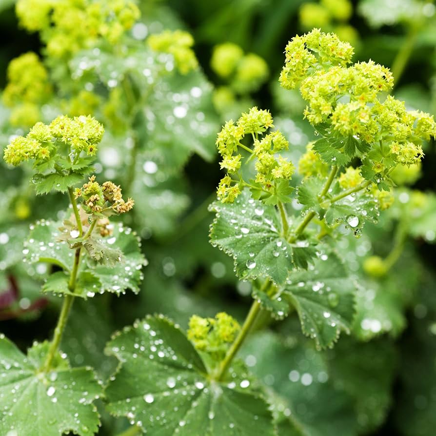 Alchemilla Mollis Seeds Lady's Mantle Seeds, Herbal