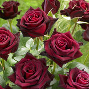 Marron Rose Seeds