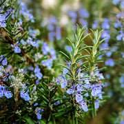Aromatic Rosemary Seeds, Herbal