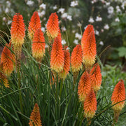Torch Lily Red Hot Poker Seeds
